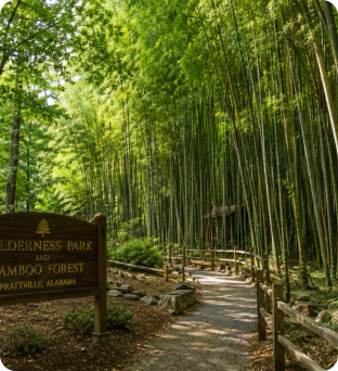 Peaceful wooded walking trail near Roses RV River Resort