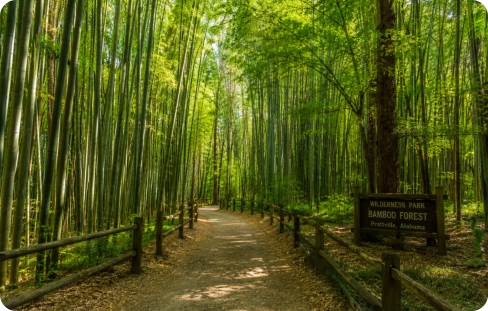 A trail in the Bamboo Forest